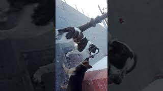 La palma Pastor alemán con mastin