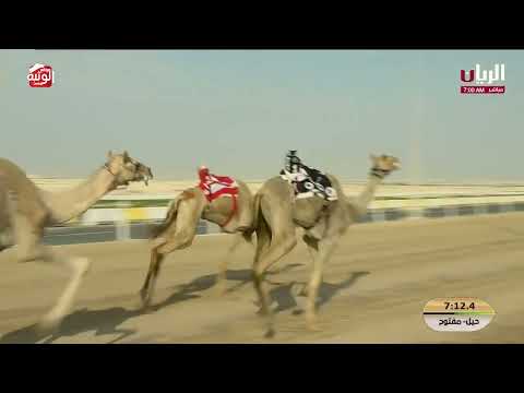 ش 7 (الحذره) لـ هجن الرئاسة 12:09:15 ، مهرجان ختامي الشحانية 2026/04/28 حول