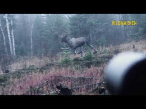 Moose shot with Norma Tipstrike 7 mm Rem Mag