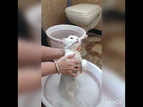 ziyan and alifiya bath day