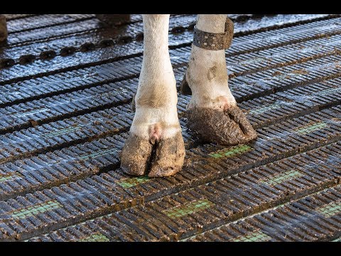 Proflex MeadowFloor-CL koeien in de stal emissiearme rubbervloer