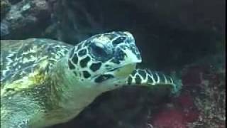 preview picture of video 'Big Apple Dive resort Sabang Beach Puerto Galera Philippines'