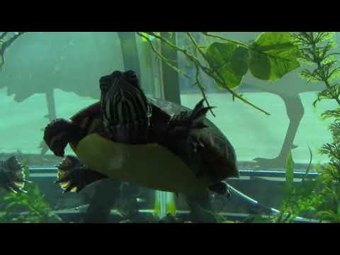 The Clean Team: Hitchcock Center for the Environment