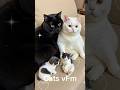Family Of White Cats And Black Cats Cat