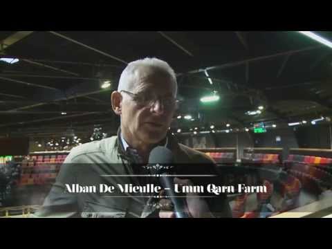 ARQANA 2014 October Yearling Sale - day 1 review