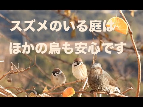春に鳥に餌を与え続けるべきですか コマドリ 野生の庭の多年草 木 ブラシ