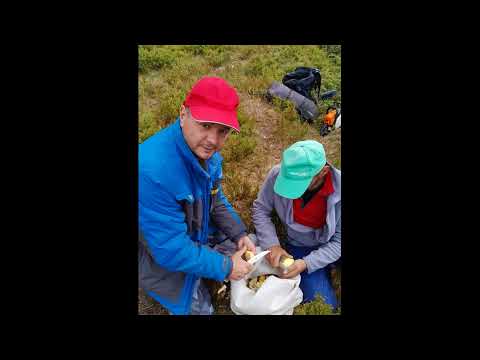 Coboratul oilor de la munte - Sarata jud Sibiu, august 2024.