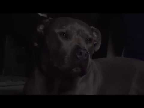 Demon Flow - Cinco (Shot + Edited by Polofilms)