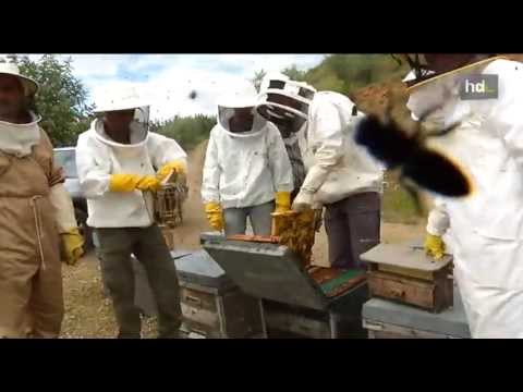 Apicultores malagueños usan la inseminación artificial a abejas reinas para salvar la población