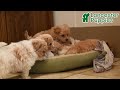 Maltipoo dogs for sale: Carmel - Video 1