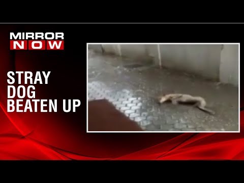 download lagu mp3 mp4 Lucky Dog Mumbai, download lagu Lucky Dog Mumbai gratis, unduh video klip Lucky Dog Mumbai