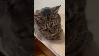 ライガ君おててないないしてる　#ねこのいる暮らし #ねこのいる生活 #おててないない