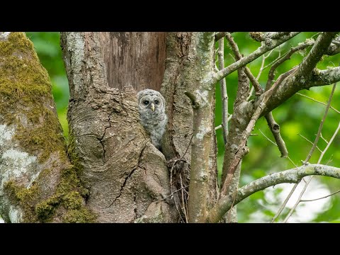 Nesting Barred Owl with Chicks