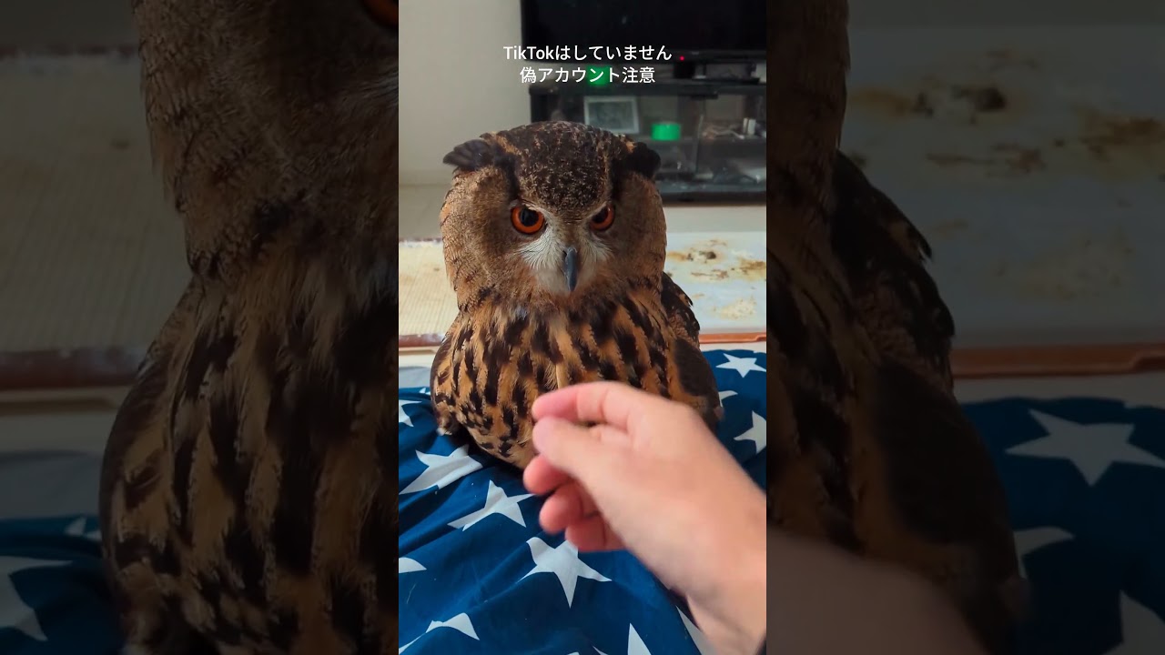 今日のジュニちゃん🦉近いから😀 #癒し #owl