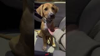 Video preview image #1 Labsky Puppy For Sale in Virginia Beach, VA, USA