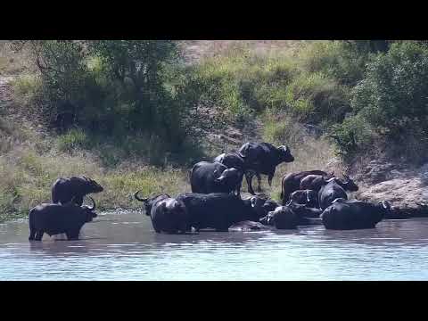 Djuma: Buffalo herd of about 50+ comes to the dam for a drink - 09:54 - 04/21/2023