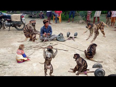 बिनोद खन्ना, पूनम ढिल्लो की नाच आप सबको बंदर का नाच दिखाती हूं|Funny video of monkey