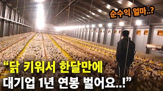 "이렇게 많이 번다고..?" 놀라운 스마트팜 양계장 수익..! 닭키워 30일만에 대기업 연봉버는 클라쓰~! …