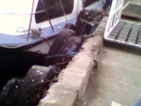 Transporte rápido ferry 7 porto Benoni