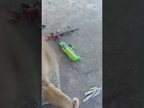 #shakira #mascota #family #perritosfelices #mascotasdivertidas #perrita #mimascota