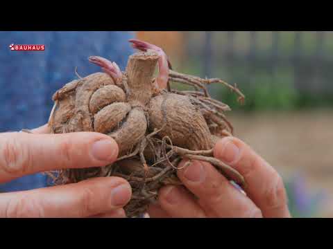 Škola vrtlarstva - dalija