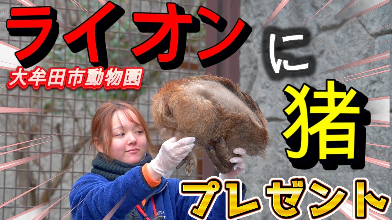 ” ライオン ”  に「イノシシ丸ごと」プレゼント企画【大牟田市動物園】