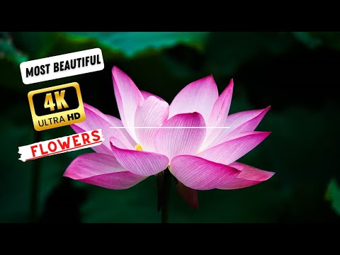 Largest FLOWERS Collection in the World 4K ULTRA HD