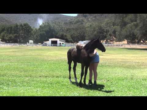 How To Begin a Foal at Liberty