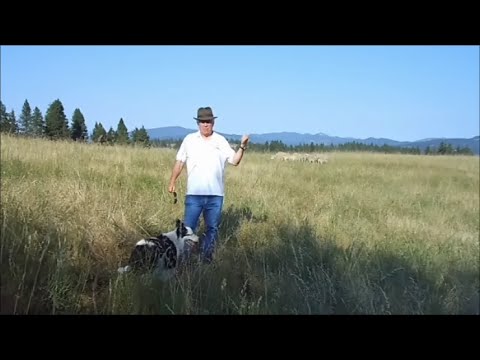 How to Fetch Sheep from Corner Demo -- Exhaust Hold Pen -- Pull Stock off Gate/Fence -- Herding Dog