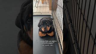 are you sure?? 😅 @nalatheneedyrottie #rottweiler