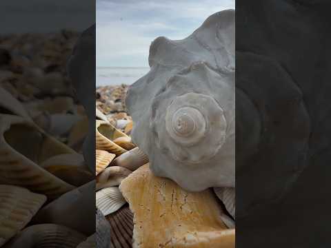 Beautiful Gray Spiral!🐚🌊 #shells #coastalretreat #seasideescape #beachcombing #seashells #beach