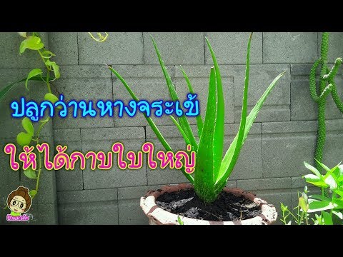 กระเจี๊ยวใหญ่ครีม วิธีการปลุกระดมข้อความ SMS ผู้หญิง