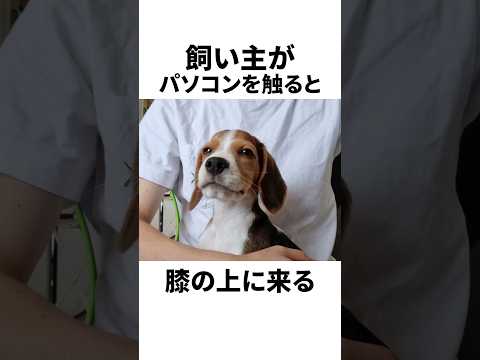 ビーグルについて詳しく解説