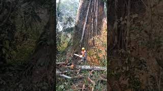 Derrubando árvore na Amazônia