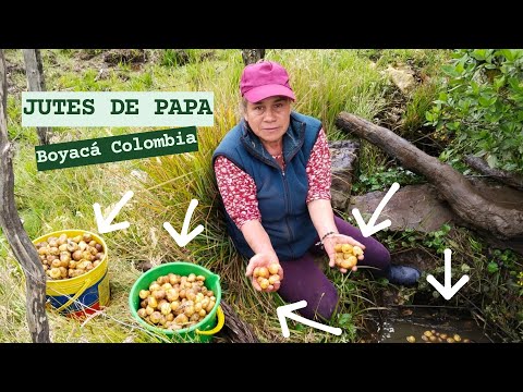 ✔️JUTES. Una TRADICIÓN que NO CONOCES 👀 [Parte 1 ▶ PAPA] Boyacá Colombia 2023 💜