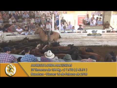 16-02-18 Venta de Machos - Jauregui Lorda Haciendas - Brandsen