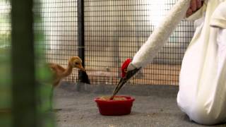 Flight to Survive: Saving Whooping Cranes