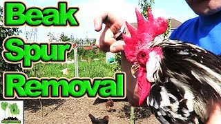 Keeping Backyard Chickens Safe And Healthy By Trimming Beaks And Removing Spurs