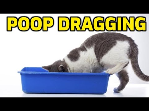 Cat Drags Poop Outside Of Litter Box (Why It Happens)