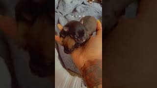 Chiweenie Puppies Videos