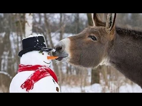 Animal découvrant la neige pour la première fois, essayez de ne pas rire !