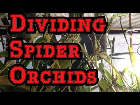 , title : 'Oncidium Orchid Care: Repotting Brassia Oncidium or Spider Orchid'