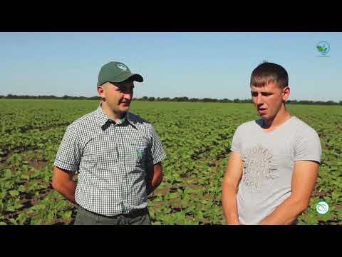 Подкормка подсолнечника