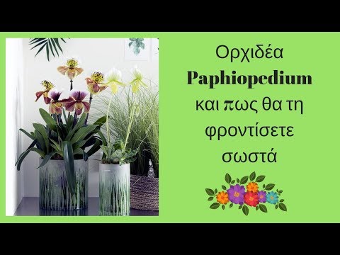 , title : 'Ορχιδέα Παφιοπέδιλο 🌺 Paphiopedilum 🌺 και πως θα τη φροντίσετε σωστά'