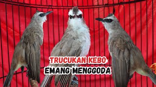 Download lagu PESONA BURUNG TRUCUKAN KEBO JATIM | CIRI-CIRI, HARGA, DAN ASAL-USUL mp3