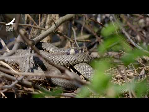 Jans Tierleben: Folge 15 – Ringelnattern