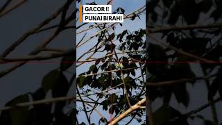 Download lagu BIRAHI LIHAT PIKAT ZOMBIE! Punai Langsung Mondar-Mandir 🕊️🔥 mp3