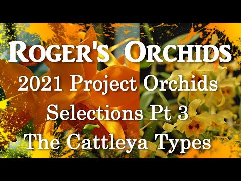 2021 Project Orchids Selections Pt 3 - The Cattleya Types