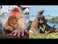 ANIMALS THAT LIVE ONLY IN ASIA CONTINENT