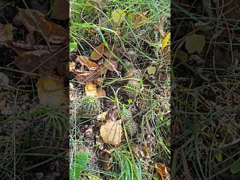 фото кактусы 0